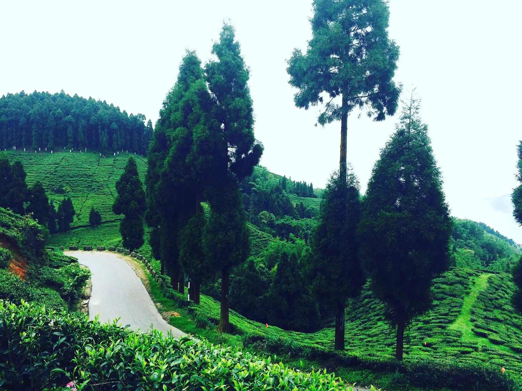 Road winding through green tea gardens in the Darjeeling hills